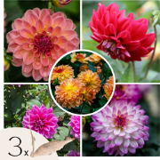 Dahliaknollen - Set van 3 - Dahlia 'Pacific Mix'