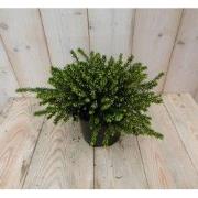 2 stuks! Winterheide wit Erica GROOT