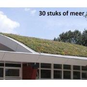 Minimaal 30 stuks! Sedummixmat Compleet (incl. drainage type 11c & dak...