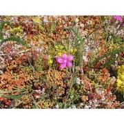 Kruiden mixmat Compleet (incl. drainage type 11c & 10 zakken daktuinsu...