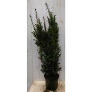 Taxus 100 cm