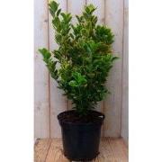 Kardinaalsmuts geelbont 80 cm