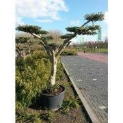 Olijfboom Olea stamhoogte 40 cm en boomhoogte 240 cm de Luxe