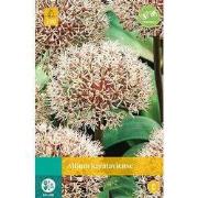 3 stuks - Allium karataviense 4 bollen