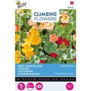 3 stuks - Flowering climbers tropaeolum jewel of africa