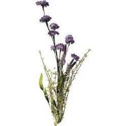 Madelief bosje 55cm paars