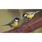 Mezen 2 130x70cm Tuinschilderij