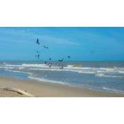 Meeuwen zee 130x70cm Tuinschilderij