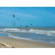Meeuwen zee 70x50cm Tuinschilderij