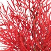 Sf art plant 25 cm ludwigia