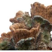 Sf scapers wood planty s