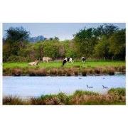 Tuindoek polder 210x140cm