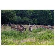 Tuindoek herten bos 210x140cm