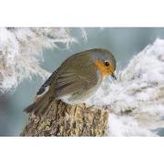 Tuinschilderij roodb boomstr 130x70