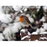 Tuinschilderij roodb sneeuw 70x50cm