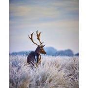 Tuinschilderij winter hert 70x50cm