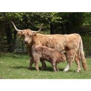 Tuinschilderij hoogl jonkie 70x50