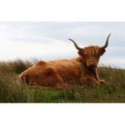 Tuinschilderij hooglander lig 70x50