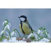Tuinschilderij mees winter 130x70cm
