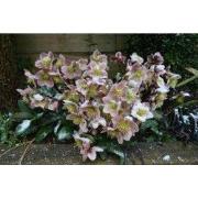 Tuinschilderij hellebores 70x50cm