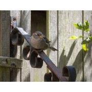 Tuinschilderij huismus 70x50cm