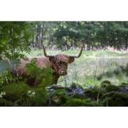 Tuinschilderij highl cattle 130x70