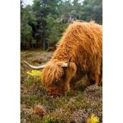 Tuinschilderij hoogland vee 130x70