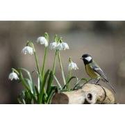 Tuinschilderij koolmees lel 130x70