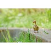 Tuinschilderij eendje 130x70cm grs