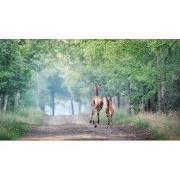 Tuinschilderij van achteren 70x50cm