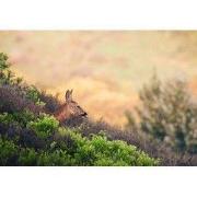 Tuinschilderij hert tong 70x50cm