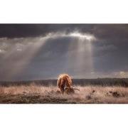 Tuinschilderij hooglander lichtinval 70x50cm