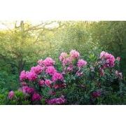 Tuinschilderij azalea roze 130x70cm