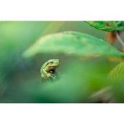 Tuinschilderij kikker groen 130x70