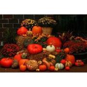 Tuinschilderij pompoen deco 70x50cm