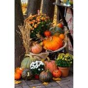 Tuinschilderij pompoenen teil 70x50cm