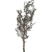 Kunsttak lichenes zwart