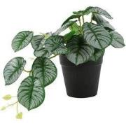 Kunstplant Alocasia groen