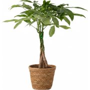 Geldboom - Pachira aquatica - Inclusief mand - Hoogte 60-70cm - ?17cm