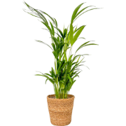 Areca goudpalm - Dypsis lutescens - Inclusief mand - Hoogte 60-70cm - ...