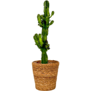 Cowboycactus - Euphorbia ingens - Inclusief mand - Hoogte 50-60cm - ?1...
