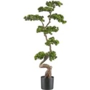 Bonsai van een kopu-den, circa 125 x 50 cm - in een zwarte plastic pot...