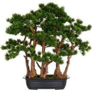 Kopu (den) bonsai, circa 60 x 60 cm - in een zwarte plastic pot