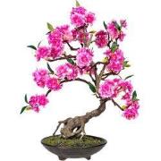 Kopu Bonsai Cerasum - roze - circa 50 cm - in een bruine cementen pot