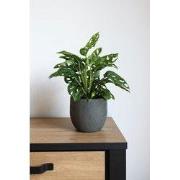 HS Potterie Pot Avion Antraciet - 26