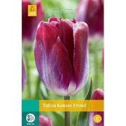 Tulipa Kansas Proud, 8 bloembollen