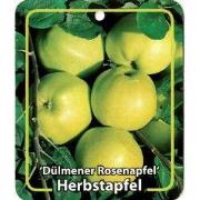 Malus Domestica Dulmener Rosenapfel