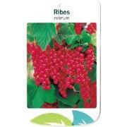 Ribus Rubrum