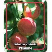 Prunus Domestica Konigin Viktoria