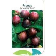 Prunus Domestica Opal